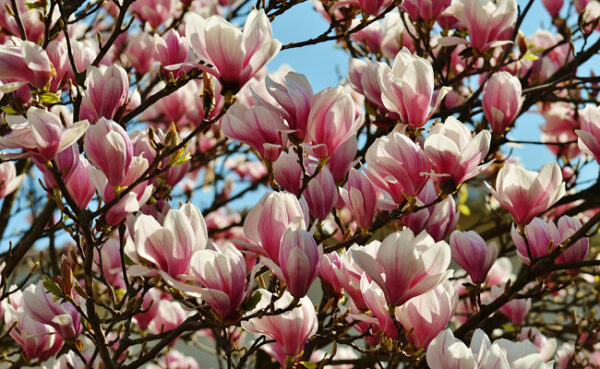 magnolia-soulangeana.jpg
