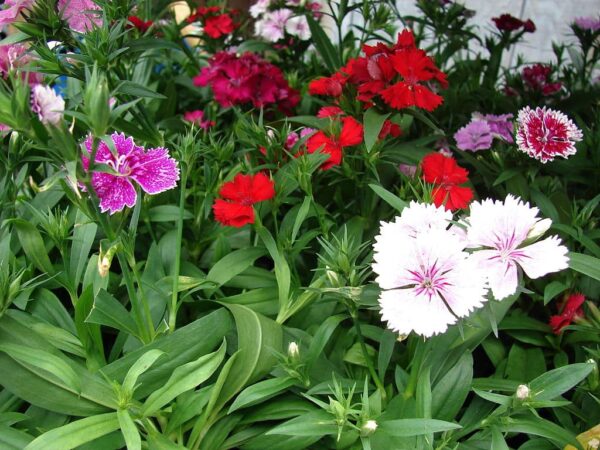 oeillet-de-poete-dianthus