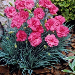 oeillet-miniardise-dianthus