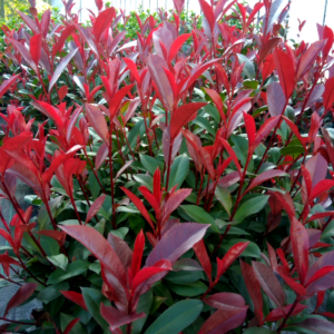 photinia-carre-rouge.png