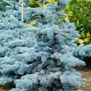 picea-pungens
