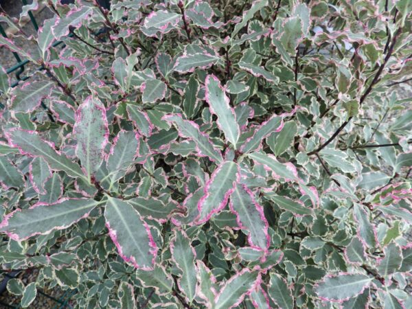 pittosporum-tenuifolium-elisabeth