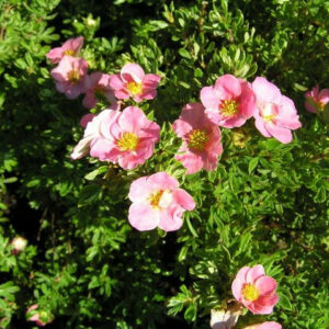 potentilla-fruticosa-lovely-pink