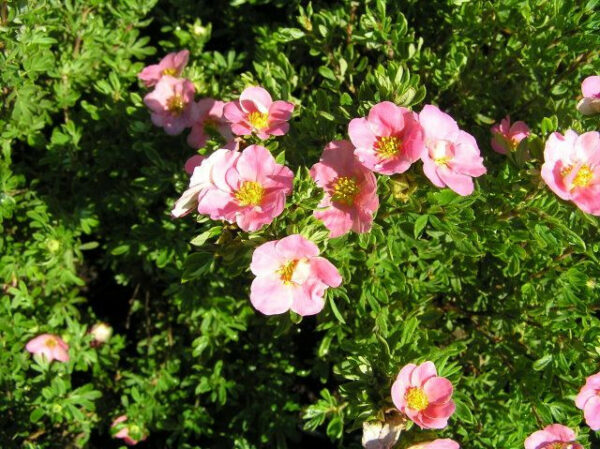 potentilla-fruticosa-lovely-pink