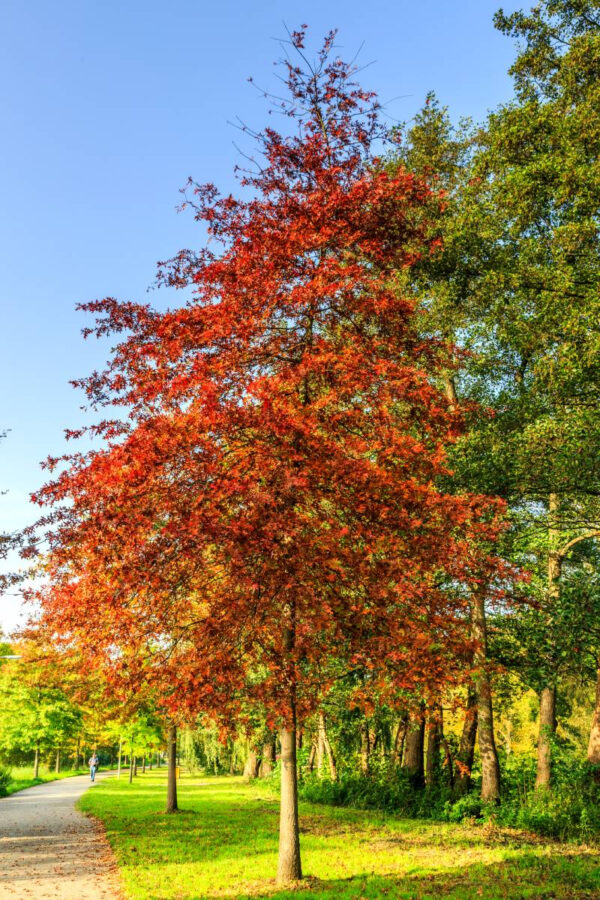 quercus-palustris-chene-des-marais-rouge