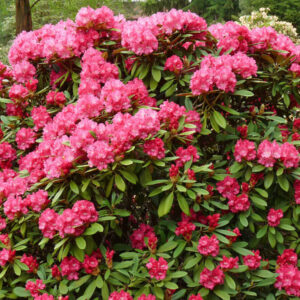 Rhododendronpark Hobbie Rhododendron-Park Parks Gartenanlagen Schaugarten Fruehjahr Fruehling Mai Rhododendron yakushimanum Maifreude