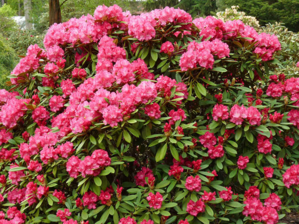 Rhododendronpark Hobbie Rhododendron-Park Parks Gartenanlagen Schaugarten Fruehjahr Fruehling Mai Rhododendron yakushimanum Maifreude