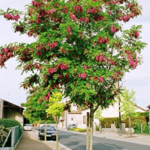 robinia-casque-rouge-acacia