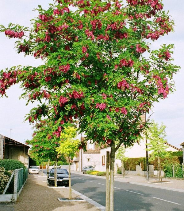 robinia-casque-rouge-acacia