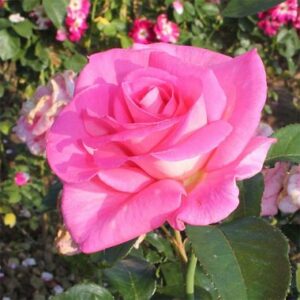 rosier-parfum-royal.jpg