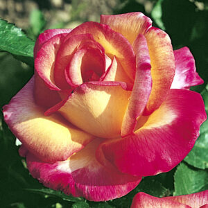 rosier-roxanne