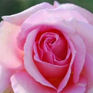 rosier-tiffany-grandes-fleursjpg.jpg