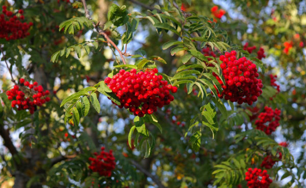 sorbus-aucuparia-sorbier des oiseleurs