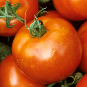 tomate-carmello.jpg