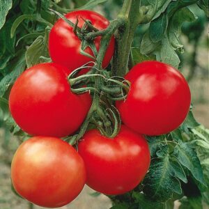 tomate-cobra.jpg