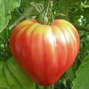 tomate-coeur-de-boeuf.jpg
