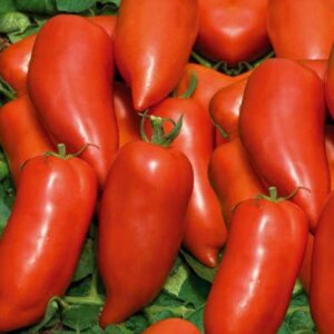 tomate-cornabel.jpg