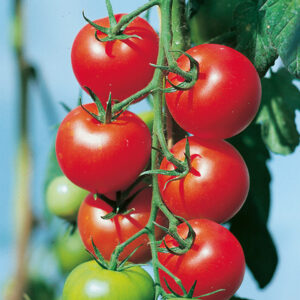 tomate-fantasio.jpg