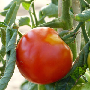 tomate-ferline.jpg