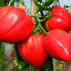 tomate-fleurette.jpg