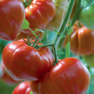Tomates Gourmandia