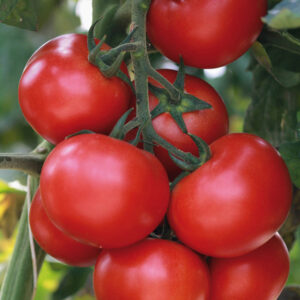 tomate-grappelina.jpg