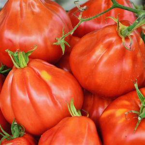 tomate-liguria.jpg