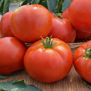 tomate-loriane.jpg