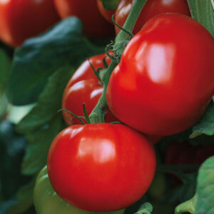 tomate-maestria.jpg