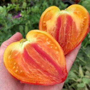 tomate ochsenkerz orange