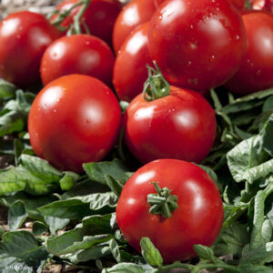 tomate-paola.jpg