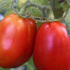 tomate-roma.jpg