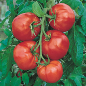 tomate-saint-pierre.jpg