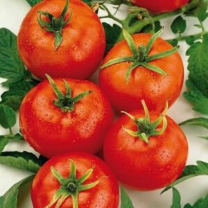 tomate-tresor.jpg