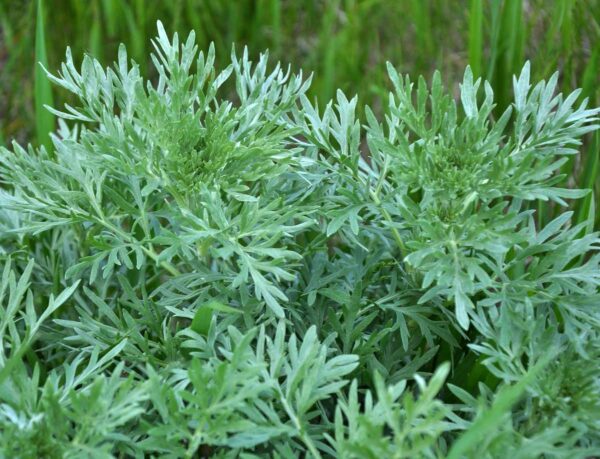 Absinthe-Artemisia-absinthium