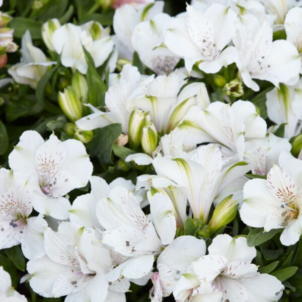 Astroemeria white flowers background with buds and leaves