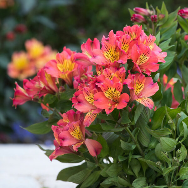 Alstroemeria_Summer_Paradise_Valley_Girl_jpeg