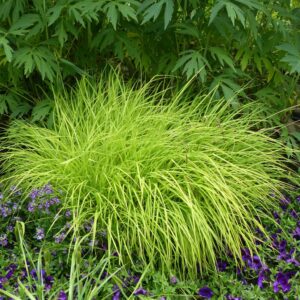 Carex-elata-Aurea-jpeg