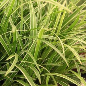 Carex morrowii ‘Ice Dance’ close up of plant