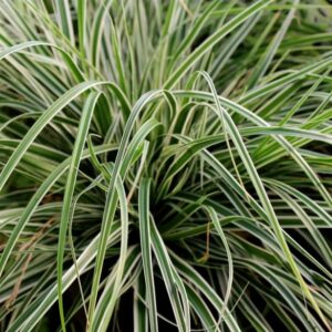 Carex-oshimensis–Everest-jpeg