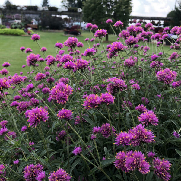 GOMPHRENA_TRUFFULA_PINK