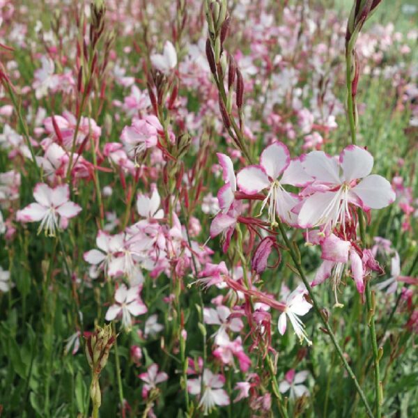 Gaura rosy jane