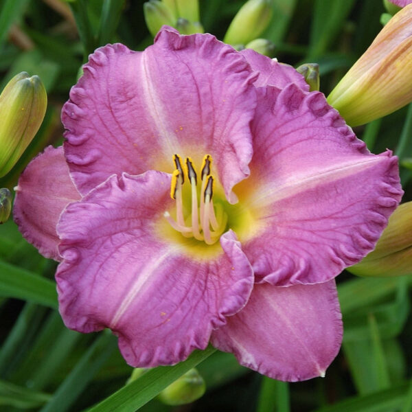 HEMEROCALLIS-‘Entrapment’