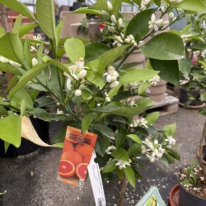 Oranger Cara Cara sur FA5 - IMG_6337