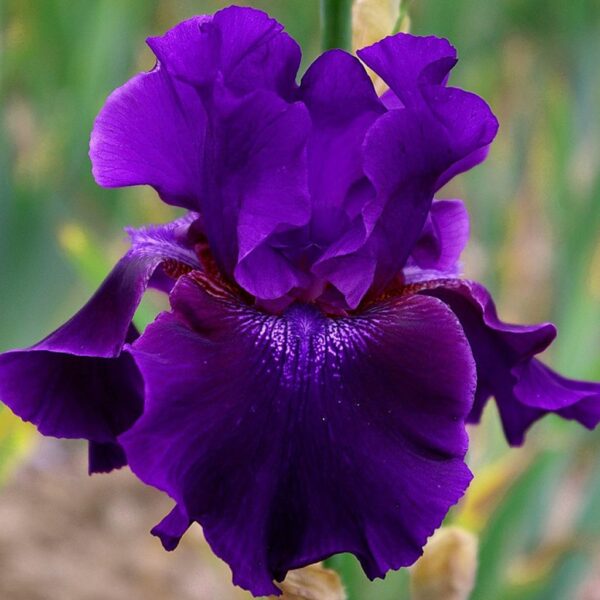 Iris-germanica-Rosalie-Figge-jpeg