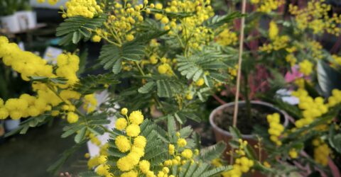 Mimosa-1