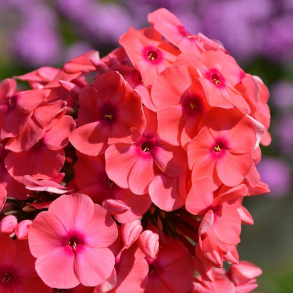 Phlox-paniculata-cherry red