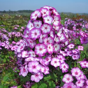 Phlox sweet summer purple bicolor