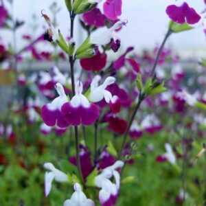 Salvia-greggii-Amethyst-Lips-jpeg