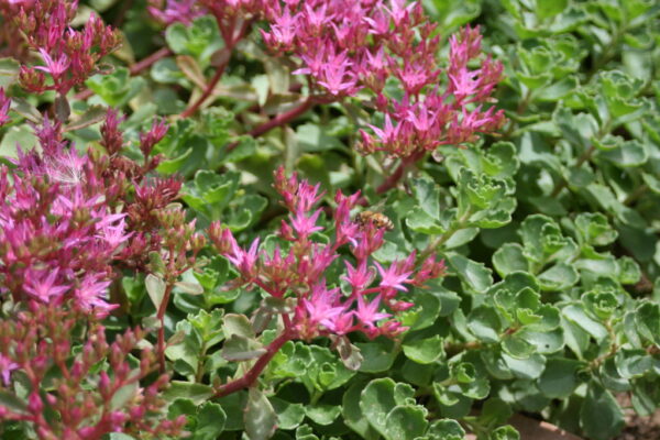 Sedum-spurium-rose-jpeg